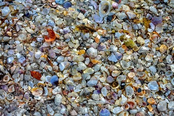 Seashells Watercolor