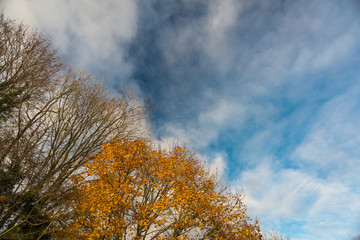 Fototapeta na wymiar Late Autumn trees and sky background,Hampshire,United Kingdom.