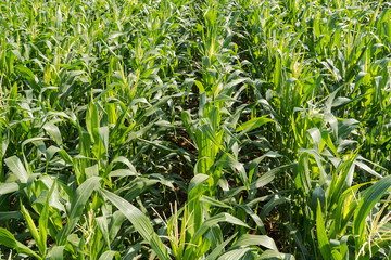 Green corn farm background and sunlight