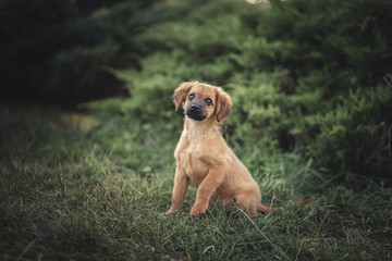 Cute puppy picture