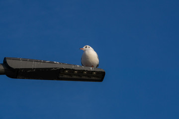 Möwe sitzt auf Laterne und schaut nach rechts