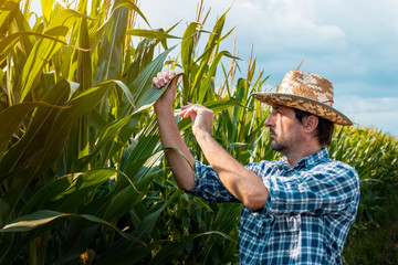 Corn farmer examining crops in field