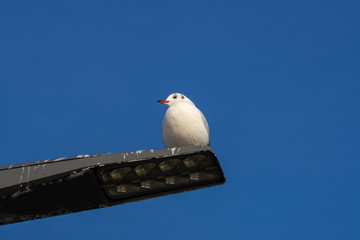 Möwe sitzt auf Laterne und schaut nach rechts