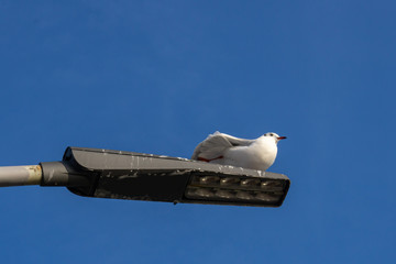 Möwe sitzt auf Laterne und streckt den rechten Flügel