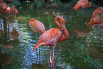 Flock of pink flamingos in some shallow water