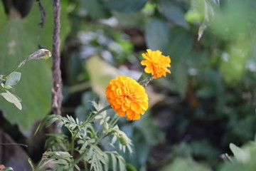 yellow flower