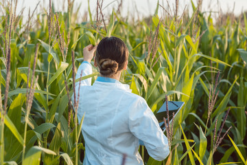 Scientist in corn field testing a new GMO breed - obrazy, fototapety, plakaty