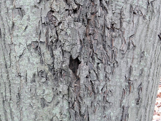 textured textured embossed tree bark