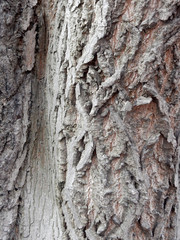 Obraz premium textured textured embossed tree bark
