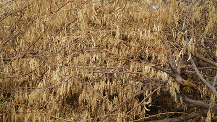 dry grass in the wind. beautiful yellow background