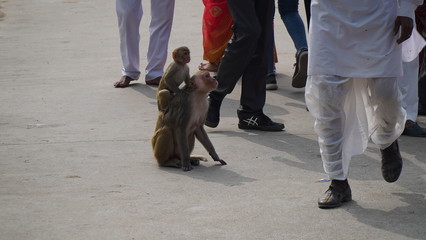 Obraz premium monkey with her baby. monkey looking into people
