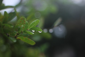Fototapeta na wymiar rain and tree