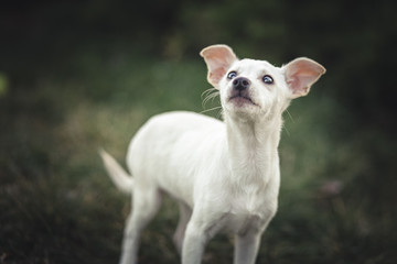 Fototapeta premium Cute puppy portrait