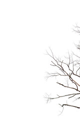 Dry twigs, dry trees on a white background Object concept