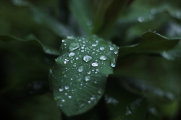 water drops on leaf