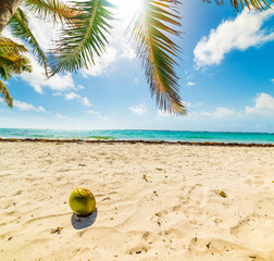 Coconut and white sand in Raisins Clairs beach under a palm tree