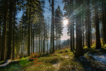 partly covered by forest with snow in mountains with shining sun through trees, Beskydy