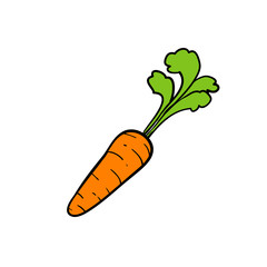 doodle Carrot, nutritious vegetable vector hand drawn line art design isolated