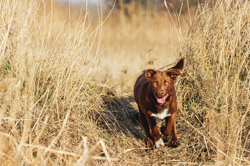 beautiful brown dog runs across the field
