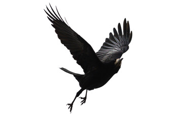 black bird flies on a white background