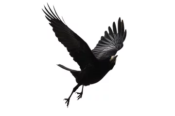  zwarte vogel vliegt op een witte achtergrond © drakuliren