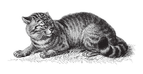 domestic cat (Felis catus) / vintage illustration from Meyers Konversations-Lexikon 1897 © Hein Nouwens