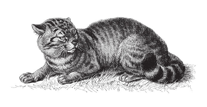 Domestic Cat (Felis Catus) / Vintage Illustration From Meyers Konversations-Lexikon 1897