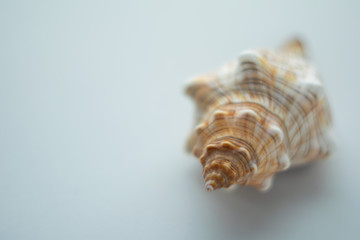 Blurred close up sea shell on grey background. Minimalism and simplicity.