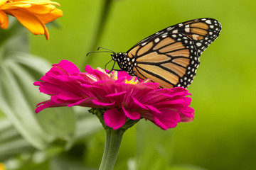 Monarch Butterfly feeding on Pink Zinnia Flower