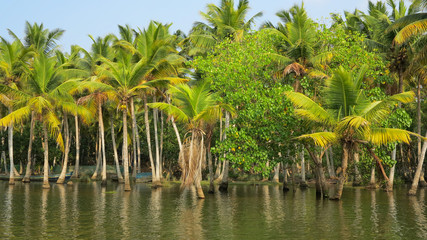 Coconut palm trees in back waters, India