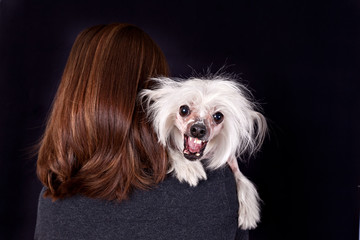 Angry bared Chinese hairless dog guards the owner