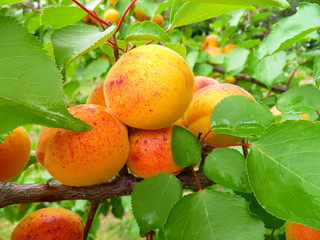 Ripe sweet apricot fruits growing on orchard tree in garden on green leaves background. Long fresh apricots hung all over tree branch, harvest season. Closeup, selective focus