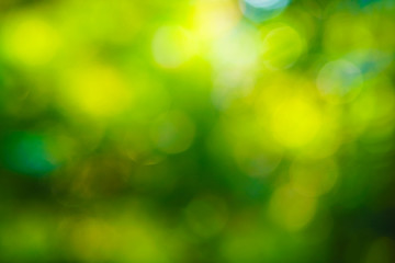 Blurred bokeh green. tree leaf forest sun light beam morning