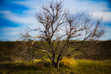 Fototapeta na wymiar A withered Lone tree in a field