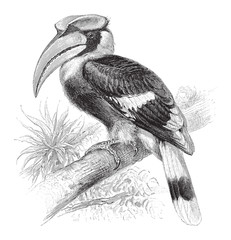 Great Hornbill (Buceros bicornis) / vintage illustration from Meyers Konversations-Lexikon 1897 © Hein Nouwens