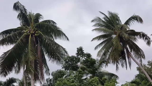 Swaying coconut palms from strong winds