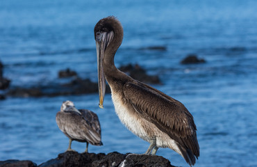 Brown Pelican (Pelecanus occidentalis) in the Galapagos Islands, Ecuador.
