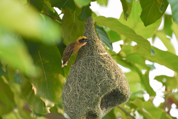 Golden Weaver bird on nest.