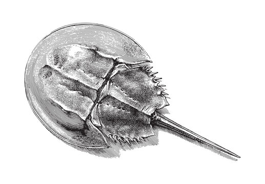 Horseshoe crab (Limulus moluccanus) / vintage illustration from Meyers Konversations-Lexikon 1897