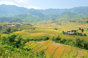 Fototapeta na wymiar Green, brown, yellow and golden rice terrace fields of Tu Le valley, Northwest of Vietnam 