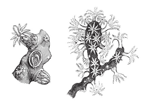 Precious coral (Corallium rubrum) / vintage illustration from Meyers Konversations-Lexikon 1897
