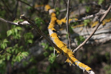 Moss on a branch
