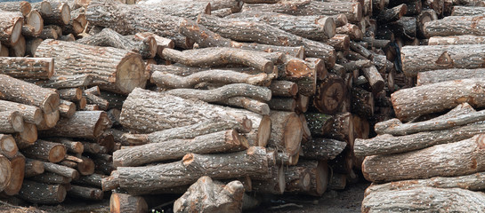Shiitake mushroom fungus inoculation in the oak tree logs. Wooden Logs background.