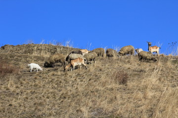 Naklejka premium Livestock in the pasture.