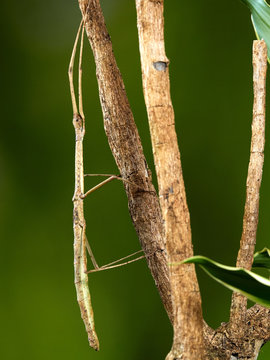 A macro shot of a stick insect (Carausius morosus) photographed against a green background in a studio set.