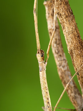 Moth