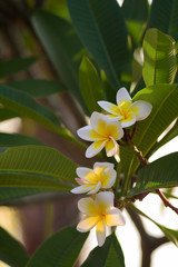 Obraz na płótnie Canvas Tropical flowers close-up. Bali Flowers