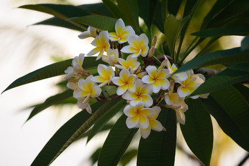 Tropical flowers close-up. Bali Flowers