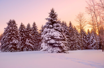 Fairytale winter forest at sunset. Huge firs in the snow on a snowy meadow and the light of the setting sun