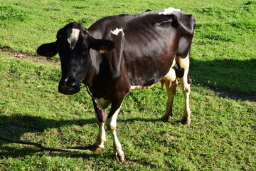  thin cow on a grass in summer